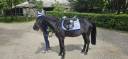 Ruin Andere pony rassen Te koop 2013 Zwart