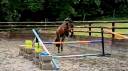 Ruin Welsh Partbred Te koop 2022 Donker bruin / bai