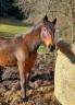 Draagmerrie Franse draver  Te koop 2009 Bruin / Bai