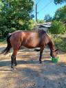 Draagmerrie Franse draver  Te koop 2009 Bruin / Bai