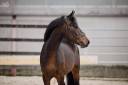 Ruin Belgische pony Te koop 2022 Bruin / Bai ,  Top Magic van de Groenheuvel