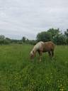 Ruin Comtois Trekpaard Te koop 2022 Vos ,  HOLIWOD DU CHAUSSE