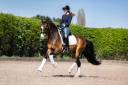 FEI Potential Pony for Sale