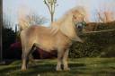 Dekhengst Shetland Te koop 2022 Overige kleuren ,  stjernens waston