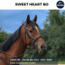 Ruin Volbloed Te koop 2021 Donker bruin / bai ,  IVANHOWE (GER)
