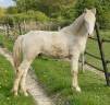 Veulen (ml) Andere pony rassen Te koop 2024 Perlino