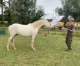 Ruin Andere pony rassen Te koop 2024 Perlino