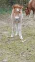 Veulen (ml) Shetland Te koop 2025 Vos ,  Esprit de Liubov