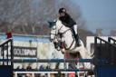 Ruin Italiaans rijpaard  Te koop 2014 Schimmel