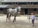Merrie Franse rijpony PFS Te koop 2020 Schimmel ,  Eros de Vallet