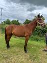 Draagmerrie Franse draver  Te koop 2014 Donker bruin / bai ,  KESACO PHEDO