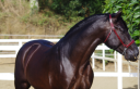 Ruin PRE Puur Ras Spaans Te koop 2014 Zwart ,  FRESCACHON II