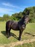 Ruin Andere paarden rassen Te koop 2006 Zwart