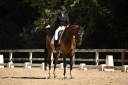 Ruin Hannoveraan  Te koop 2015 Bruin / Bai