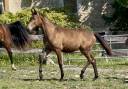 Veulen (vr) CDF - Frans dressuurpaard Te koop 2024 Wildkleur ,  idem du peyron