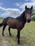 Hengst Franse rijpony PFS Te koop 2022 Donker bruin / bai ,  Usandro Tilia Derlenn