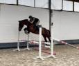 Ruin KWPN Nederlands sportpaard Te koop 2021 Donker bruin / bai