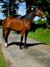 Merrie Franse draver  Te koop 2020 Donker bruin / bai