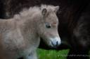 Veulen (ml) Shetland Te koop 2025 Palomino ,  KEL STAR DU CENTAURE