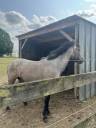 Hengst Franse rijpony PFS Te koop 2023 Schimmel ,  DEXTER LEAM PONDY