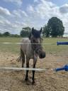 Hengst Franse rijpony PFS Te koop 2023 Schimmel ,  DEXTER LEAM PONDY