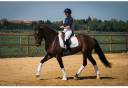 Merrie KWPN Nederlands sportpaard Te koop 2019 Bruin / Bai