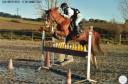 Merrie Andere pony rassen Te koop 2010 Vos