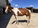 Ruin Paint Horse Te koop 2011 Bontzwart ,  SKIPS STEADY JOE (DE)