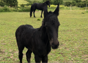 Veulen (ml) Fries Te koop 2025 Zwart ,  Maurus 441 stb sport