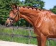 Knap dressuurpaard Desperado x United 6 jr