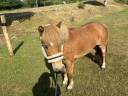 Ruin Shetland Te koop 2019 Vos