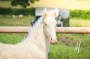Veulen (ml) Lusitano Te koop 2025 Crème ,  Ouro JLC