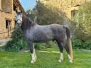 Ruin Arabisch halfbloed Te koop 2019 Schimmel ,  Don't Stop de Gaste