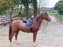 Ruin Franse rijpony PFS Te koop 2020 Vos ,  Taaron des Charmes