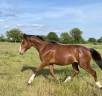 Hengst Franse rijpony PFS Te koop 2024 Donker bruin / bai ,  BOX OFFICE DU PENA