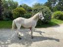 Ruin Andere pony rassen Te koop 2006 Schimmel