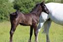 Veulen (ml) Franse rijpony PFS Te koop 2025 Schimmel ,  Usandro Tilia Derlenn