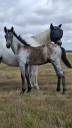 Veulen (ml) Franse rijpony PFS Te koop 2025 Schimmel ,  Usandro Tilia Derlenn