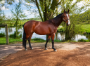 Merrie Selle Fran&ccedil;ais Te koop 2019 Bruin / Bai ,  QUIDAM DE REVEL
