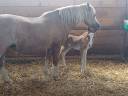 Veulen (ml) Welsh Pony (Section B) Te koop 2025 Vos