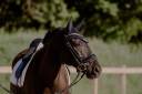 Ruin Lusitano Te koop 2013 Bruin / Bai