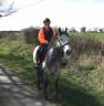 Ruin Connemara Te koop 2018 Isabel ,  Rocky des Foltiers