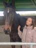 Ruin Andere paarden rassen Te koop 2012 Donker bruin / bai ,  MARESCA SORRENTO