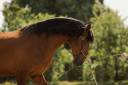 Ruin Lusitano Te koop 2016 Donker bruin / bai ,  campeador csm