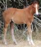 Veulen (ml) Franse rijpony PFS Te koop 2025 Donker bruin / bai