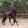 Hengst PRE Puur Ras Spaans Te koop 2019 Donker bruin / bai