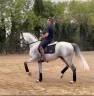 Ruin PRE Puur Ras Spaans Te koop 2016 Schimmel