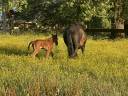 Veulen (ml) Lusitano Te koop 2025 Bruin / Bai ,  Prestigio