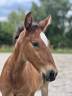 Veulen (ml) Lusitano Te koop 2025 Bruin / Bai ,  Prestigio