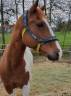 Ruin Quarter Horse Te koop 2012 Paint ,  SKIPS STEADY JOE (DE), PAINT